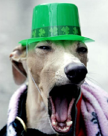 St. Patrick's Day Dog